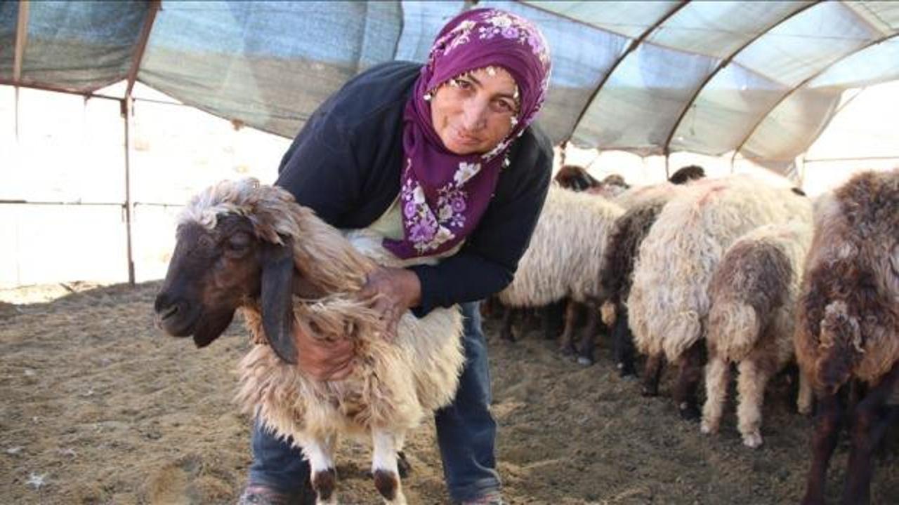Borçla hayvancılığa başlayan kadın yetiştirici koyun sayısını 30’dan 300’e çıkardı
