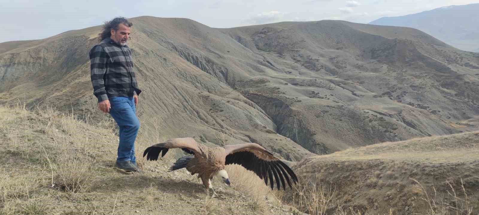 Kızıl akbaba 3 ay sonra yeniden özgür