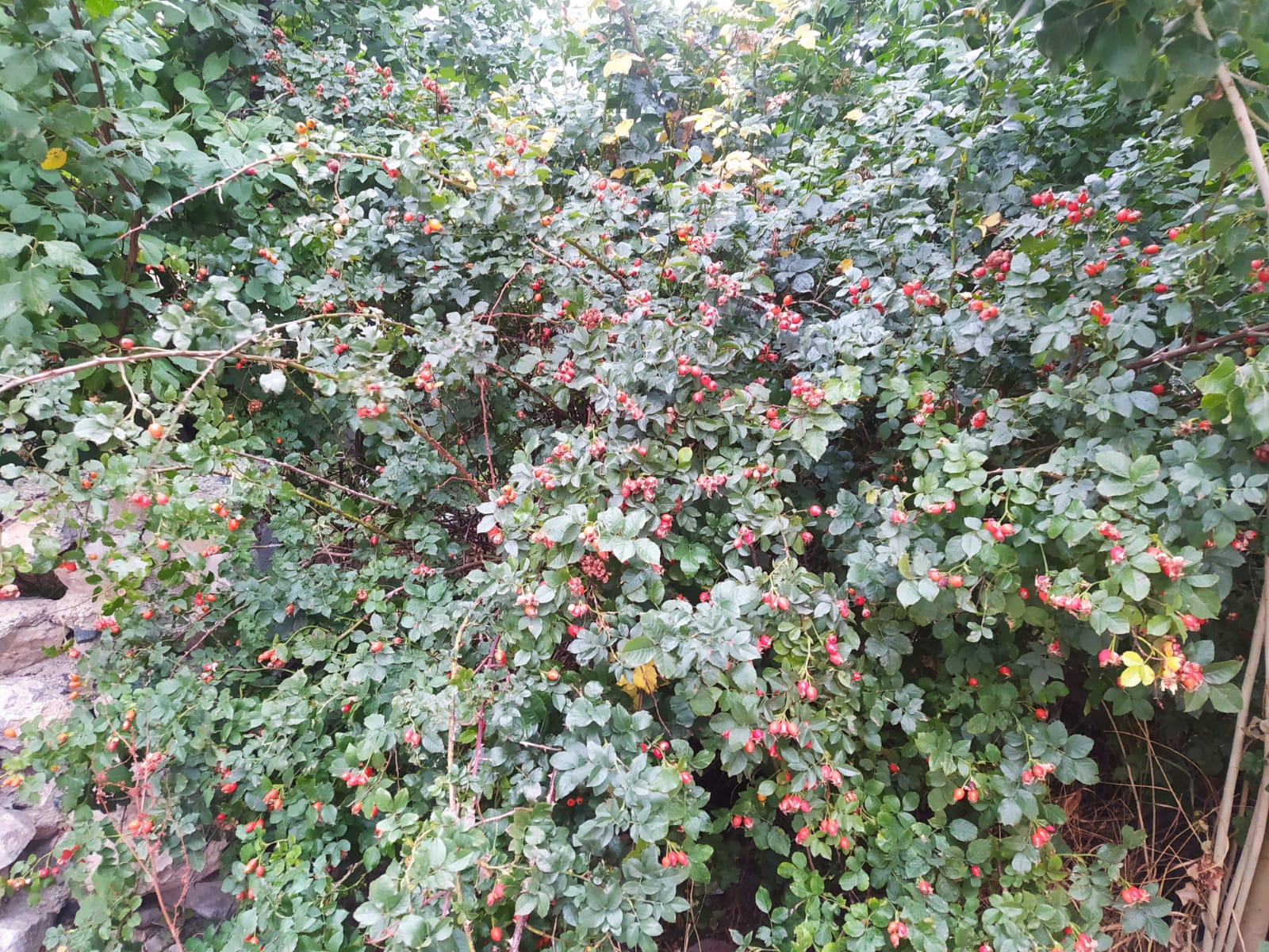 Kuşburnu tüketmenin faydaları nelerdir?