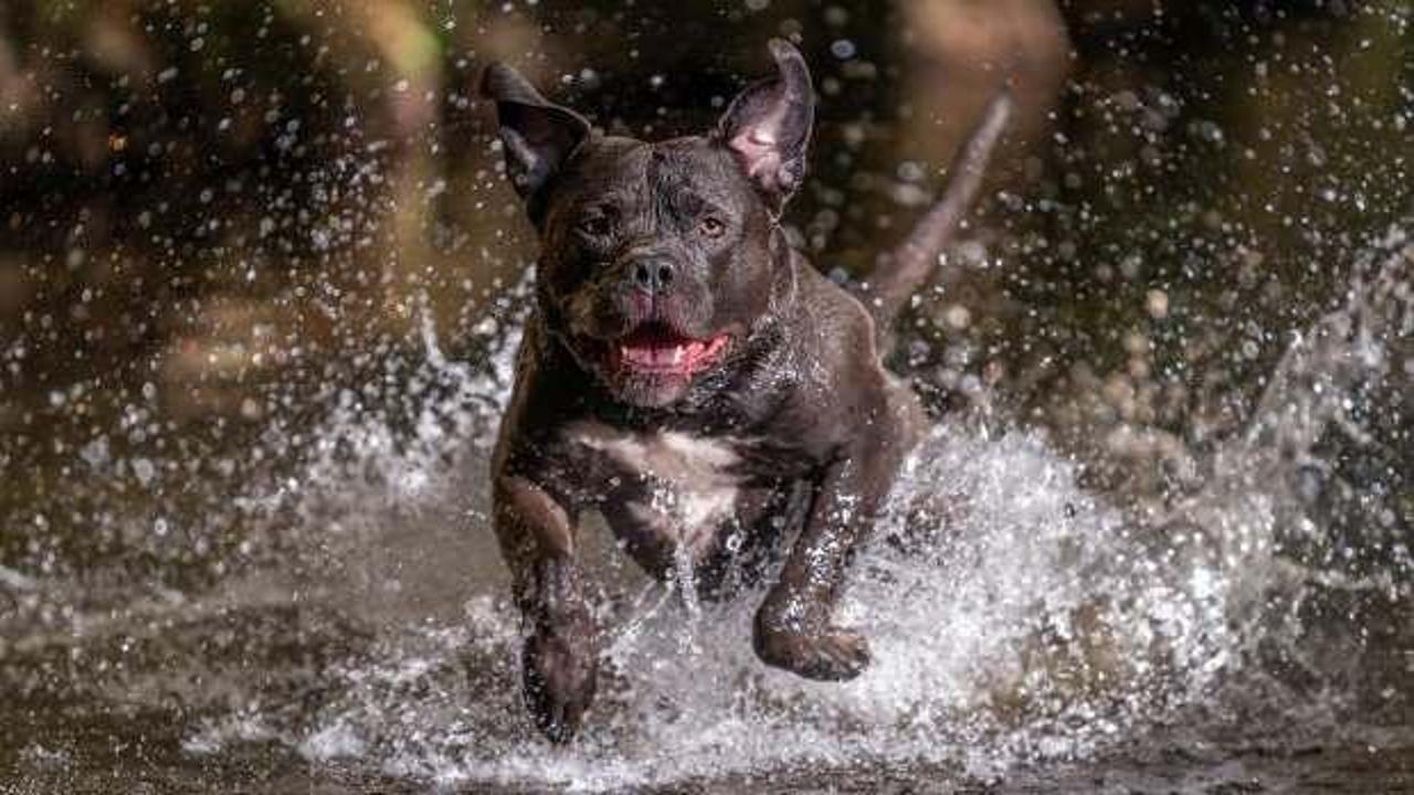 Çocuğun ölümüne neden olan köpeğin sahibine hapis cezası