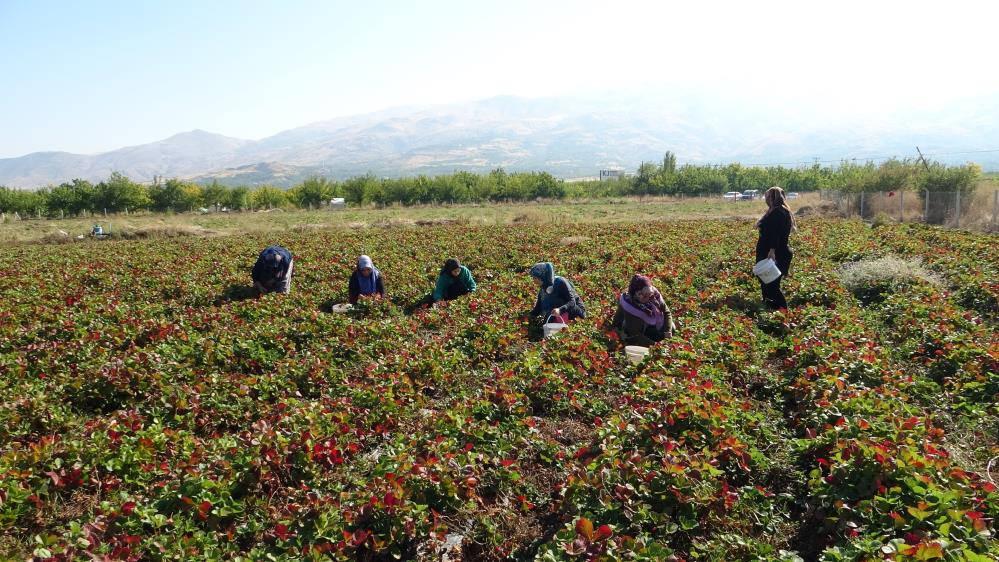 7 kadın kurdu, şimdi siparişlere yetişemiyorlar