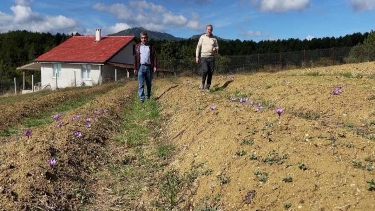 Doktorluğu bırakıp çiftçiliğe başladı! Kilosu 250 bin lira