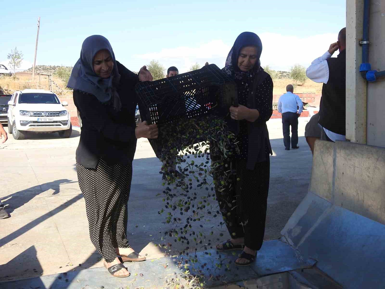 Türkiye’nin en kaliteli zeytinin üretildiği Kilis’te hasat başladı