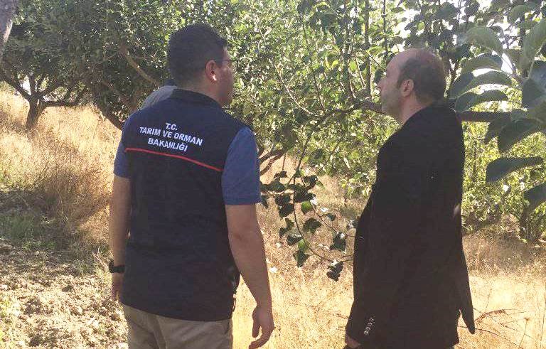 Emet Küreci Elması fidanlarının izleme ve denetimi yapıldı