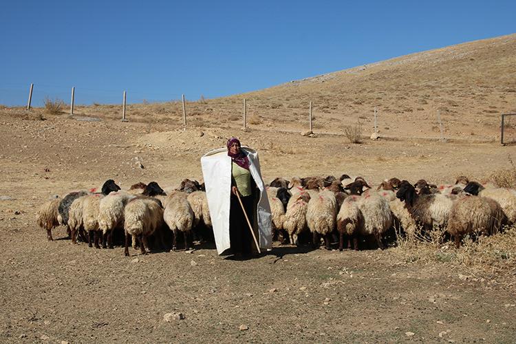 Borçla hayvancılığa başlayan kadın yetiştirici koyun sayısını 30'dan 300'e çıkardı