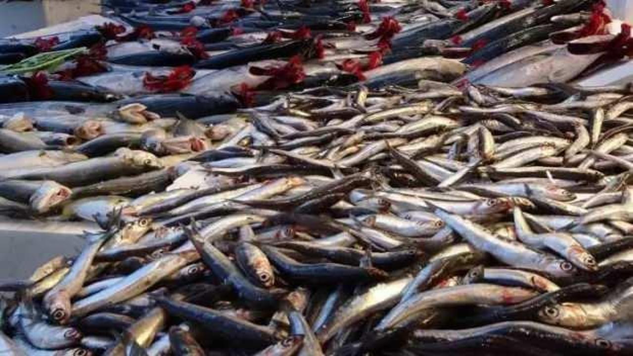 Hamsi fiyatları dalgalı seyrediyor