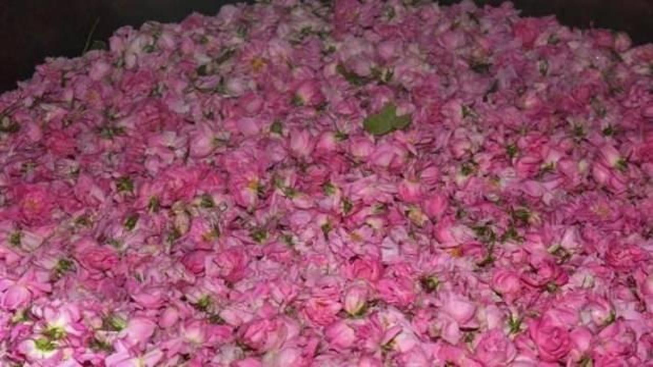 Isparta gülünün kilo fiyatı belirlendi