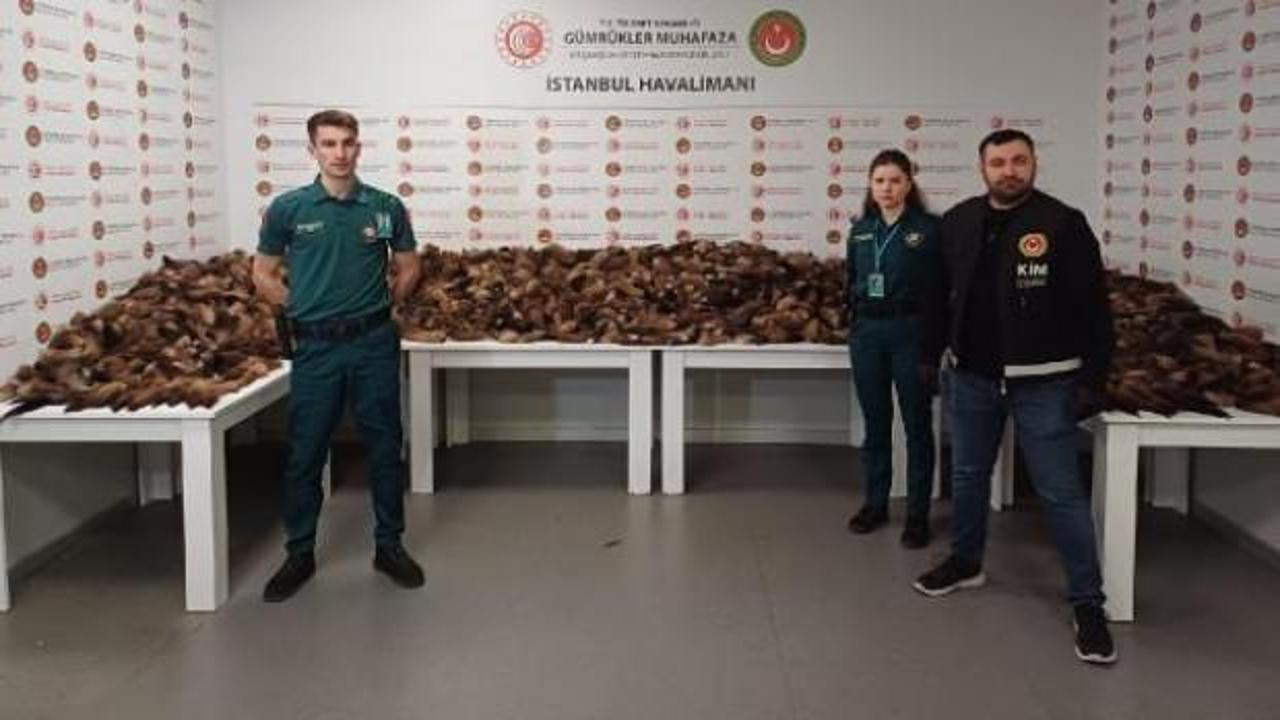 İstanbul Havalimanı’nda 10 bin 300 adet tilki kuyruğu ele geçirildi