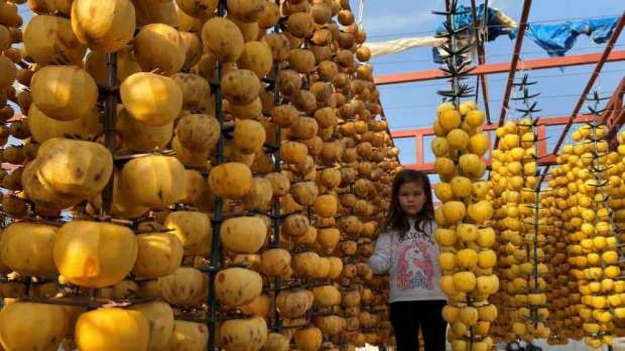 Manisa’dan dünyaya cennet hurması