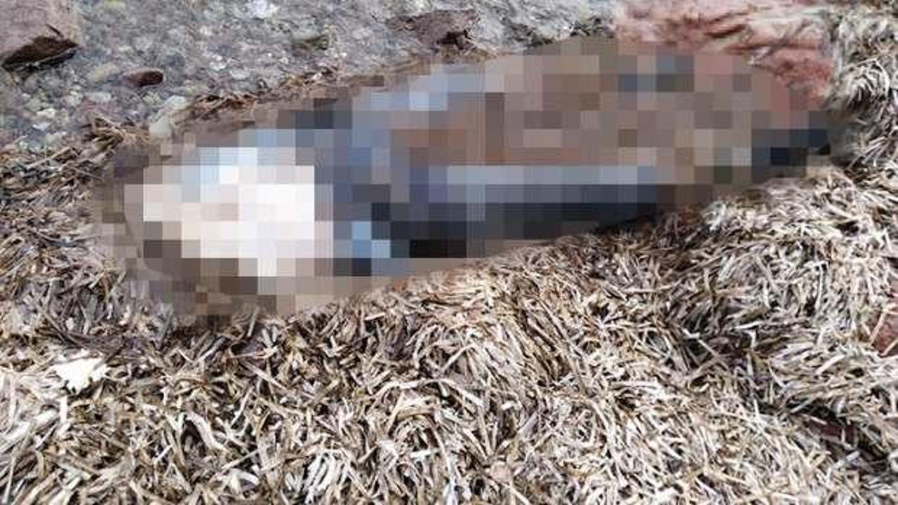 Muğla’da sahilde korkunç manzara! Hemen polise haber verdiler