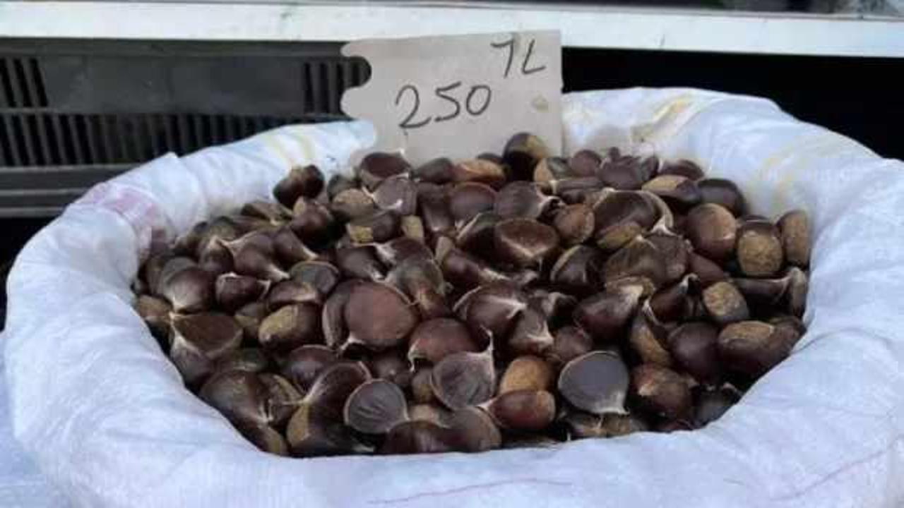 Sinop kestanesi satışa çıktı