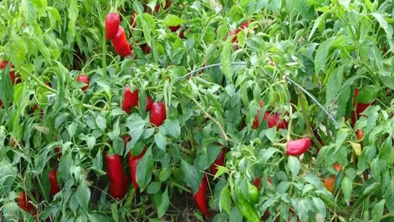 Tarlada 5 TL, markette ise 30 TL!