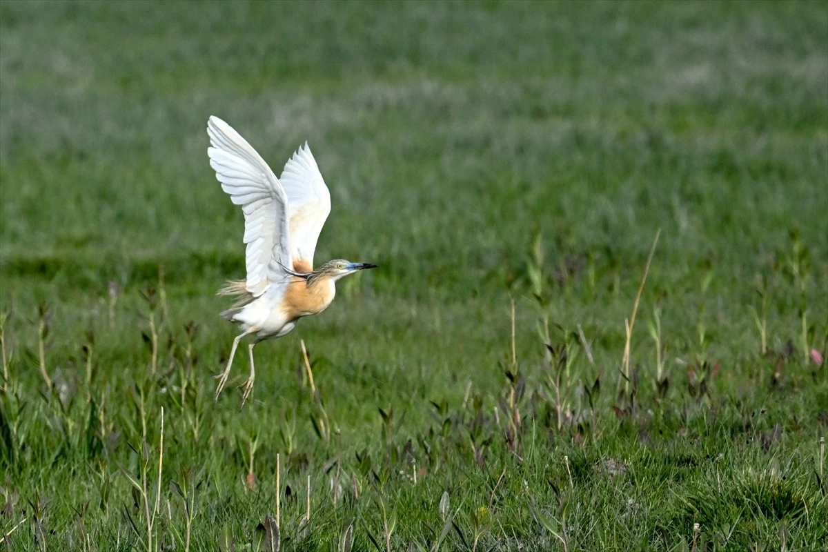 Van Gölü Havzası’ndaki Sulak Alanların Korunması İçin Çalışmalar Yürütülüyor