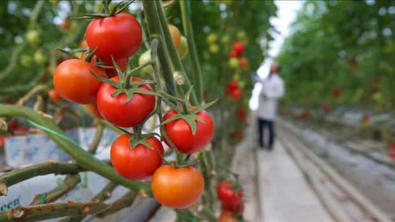 Yaş meyve sebzeden 2,3 milyar dolarlık ihracat yapıldı!
