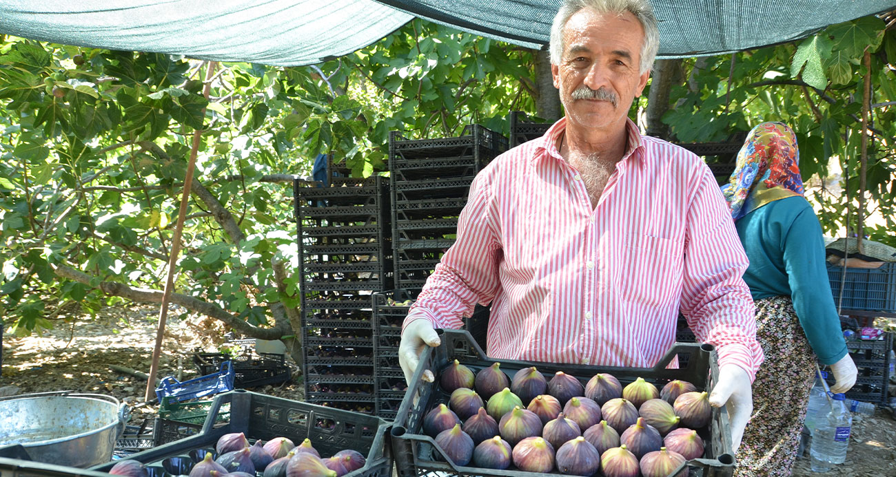 İncirde rekolte düştü, fiyat arttı