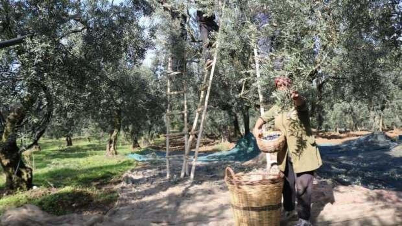 Zeytin alım fiyatları belli oldu