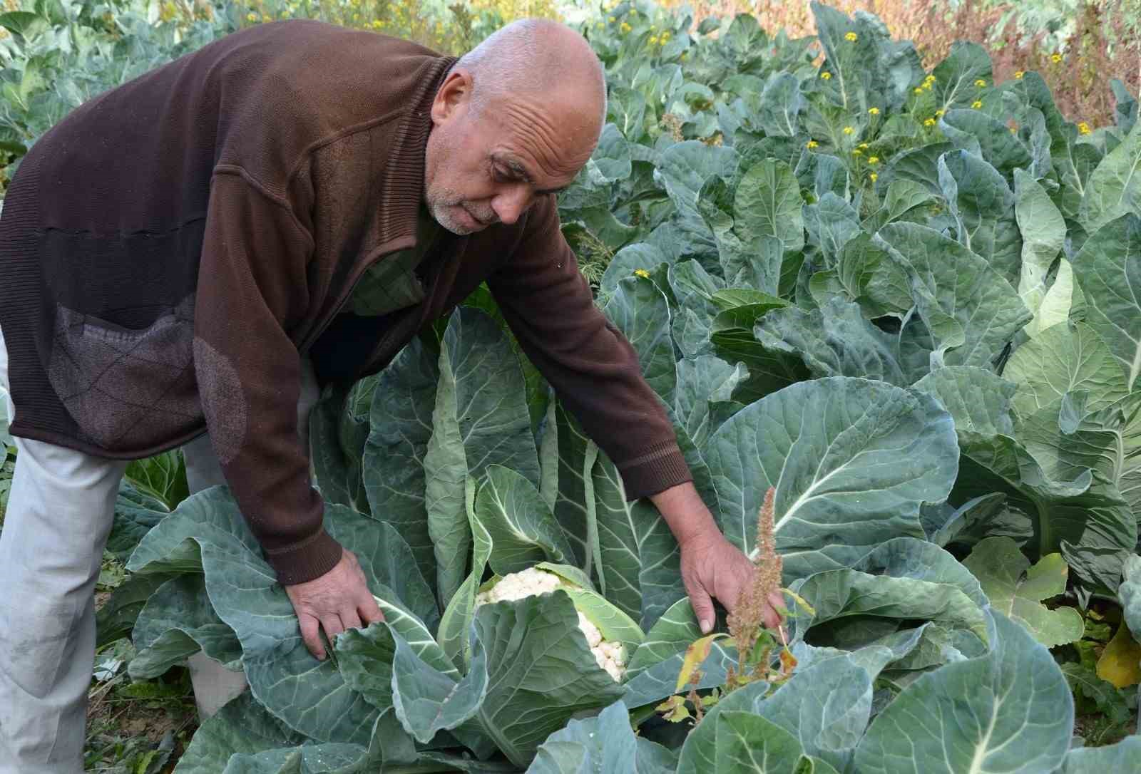 Deneme amaçlı karnabahar dikti, şimdi siparişlere yetişemiyor