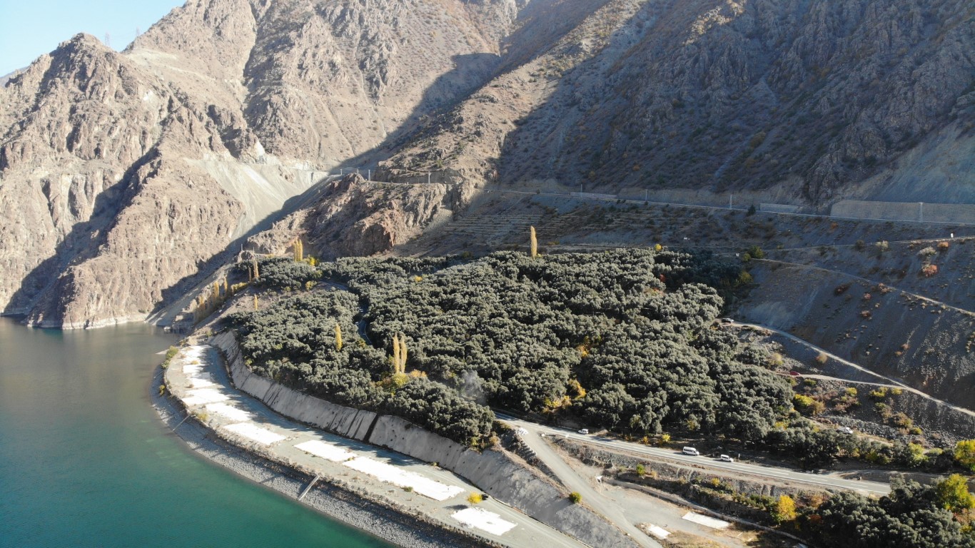 Artvin’in Yusufeli ilçesinin ödüllü Butko zeytininin hasadına başlandı