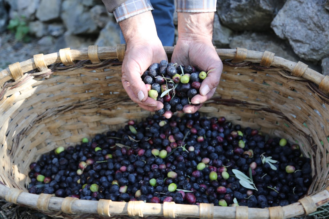 Artvin’in Yusufeli ilçesinin ödüllü Butko zeytininin hasadına başlandı