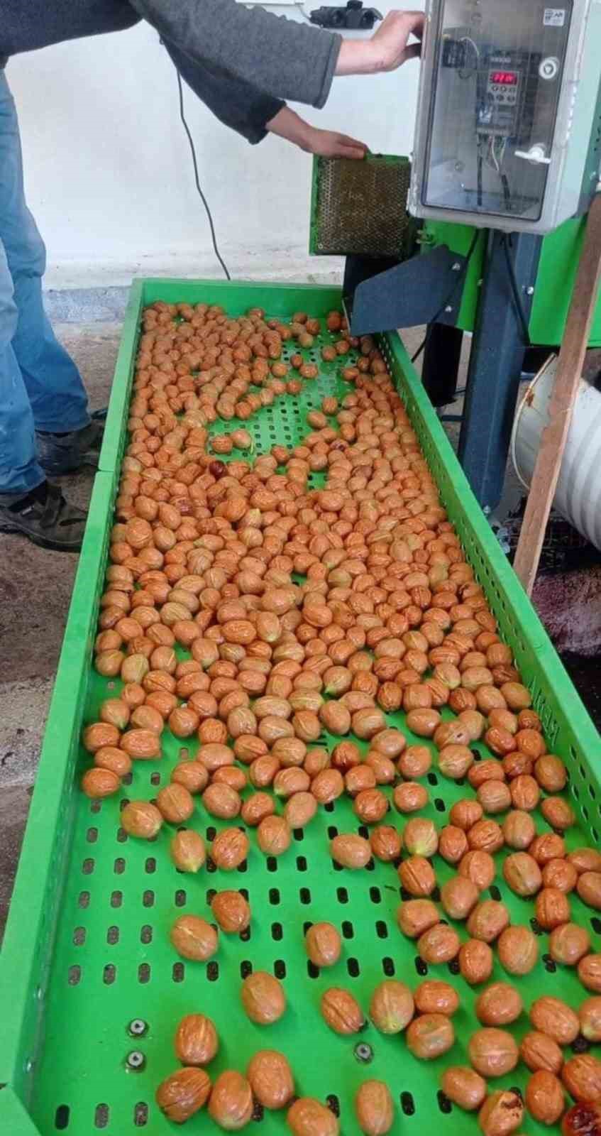 Muğla Büyükşehir’den Ceviz üreticisine ekipman desteği