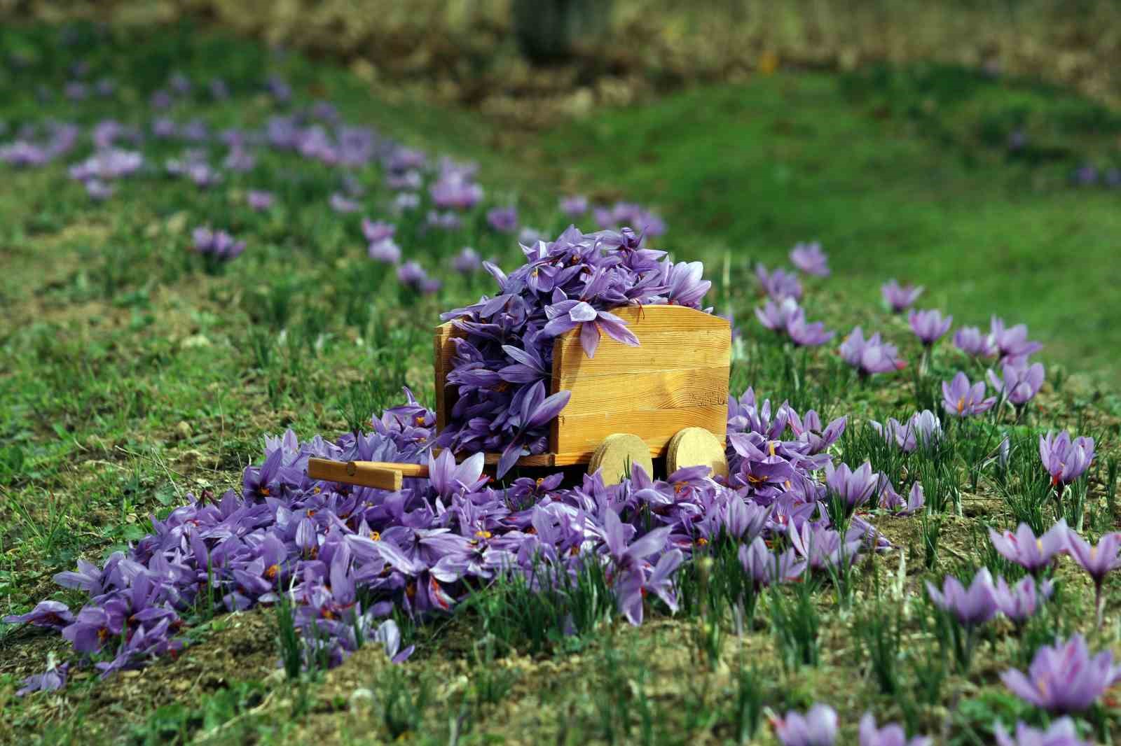 Kilosu 250 bin liradan satılan safranda rekolte düşük bekleniyor