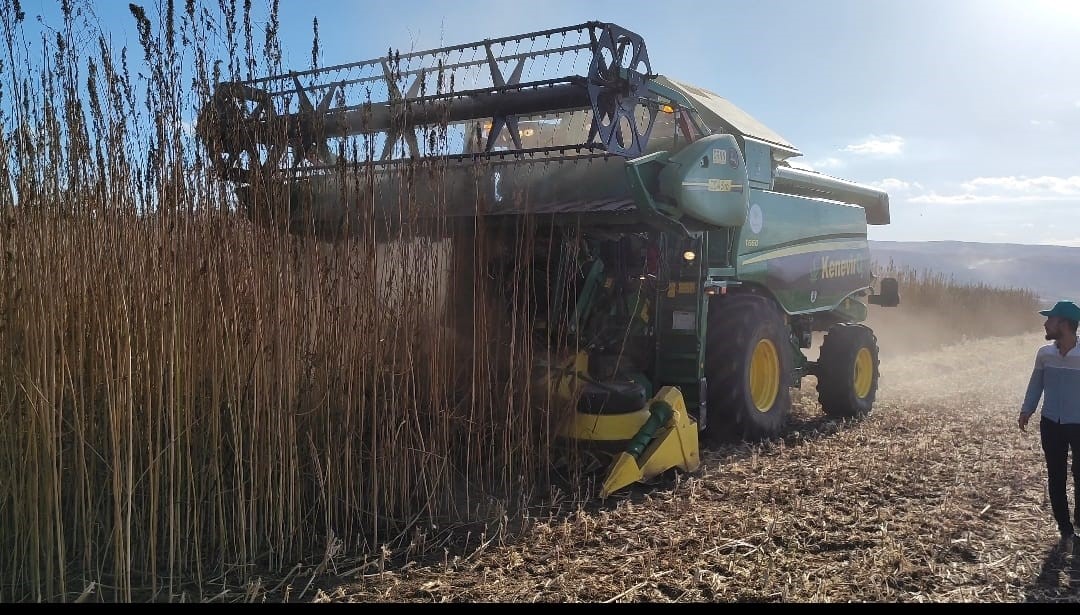 Samsun ve Amasya’dan kenevirde işbirliği