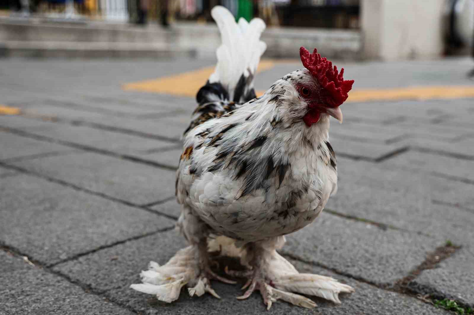 İzmir sokaklarını omuzunda ’Horoz Bıdık’ ile karış karış geziyor