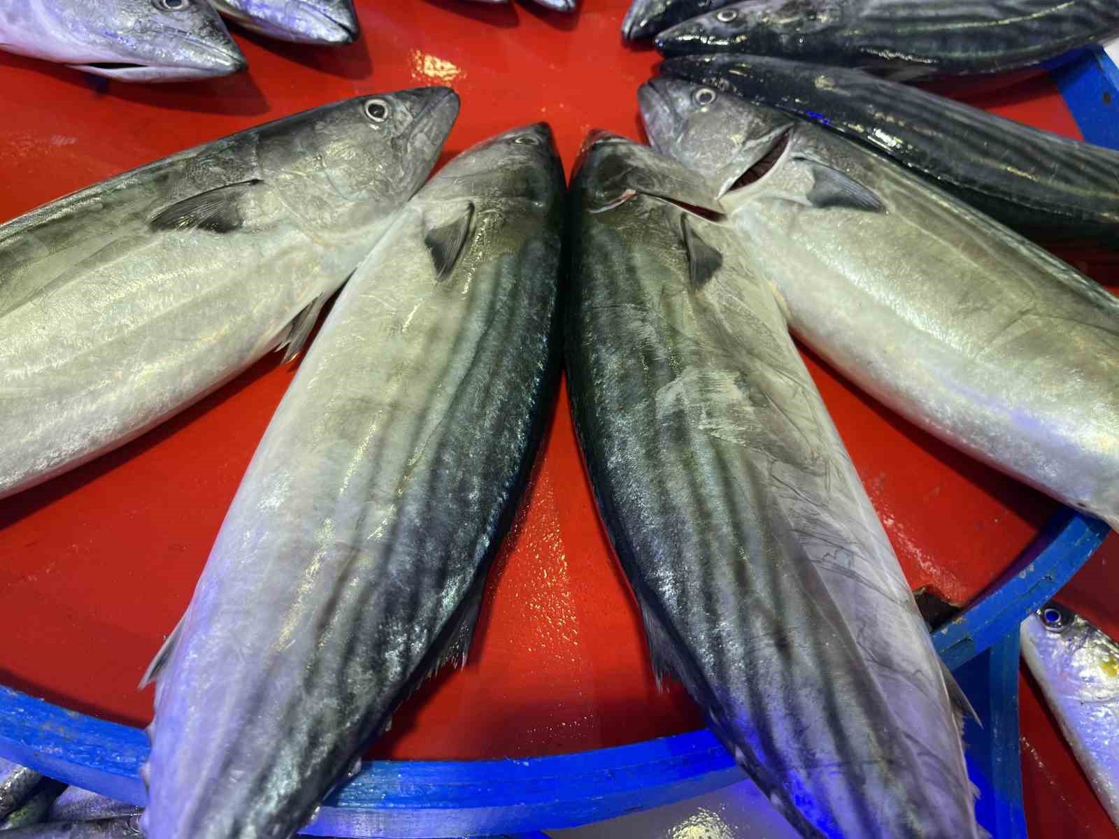 Rize’de palamut ilk kez kendini gösterdi