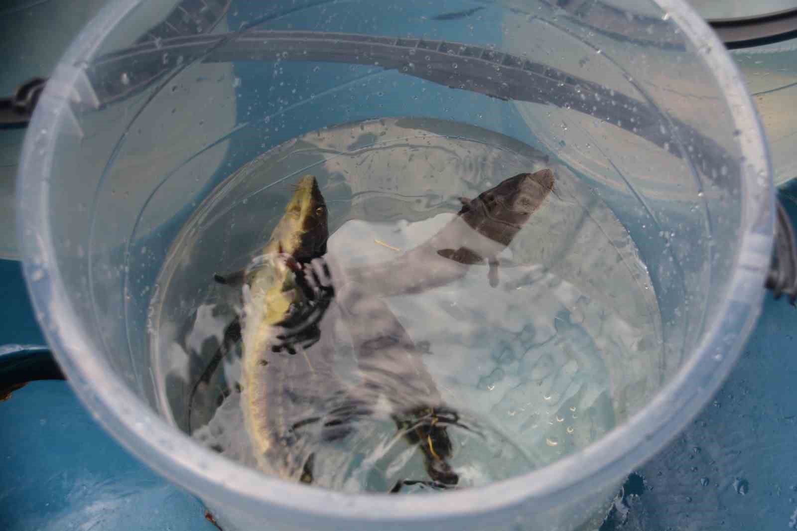 Sinop’ta 11 bin Mersin balığı denize salındı