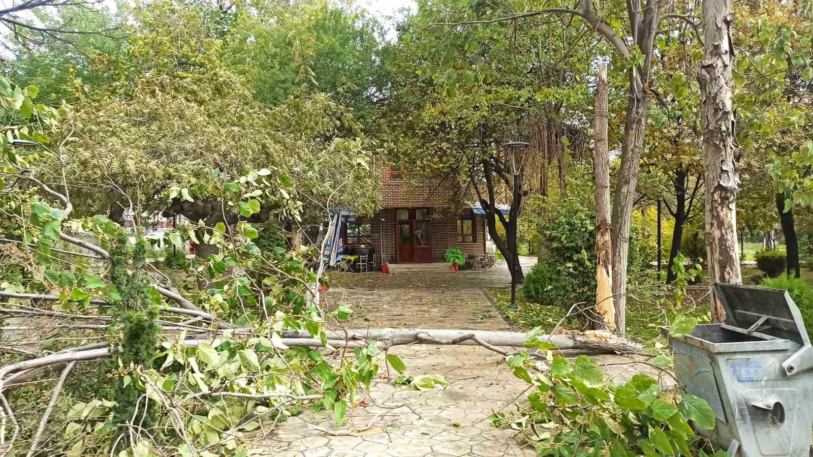 Sungurlu’da şiddetli rüzgar ağaçları devirdi