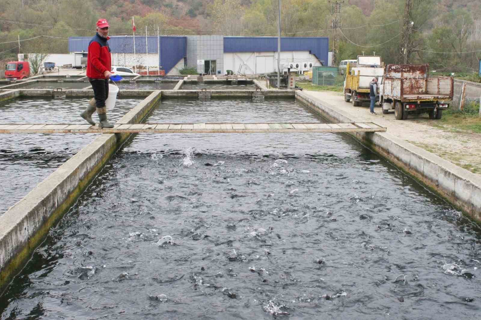 Bilecik’te 52 yıl önce kurulan tesiste yılda bin ton alabalık üretiliyor