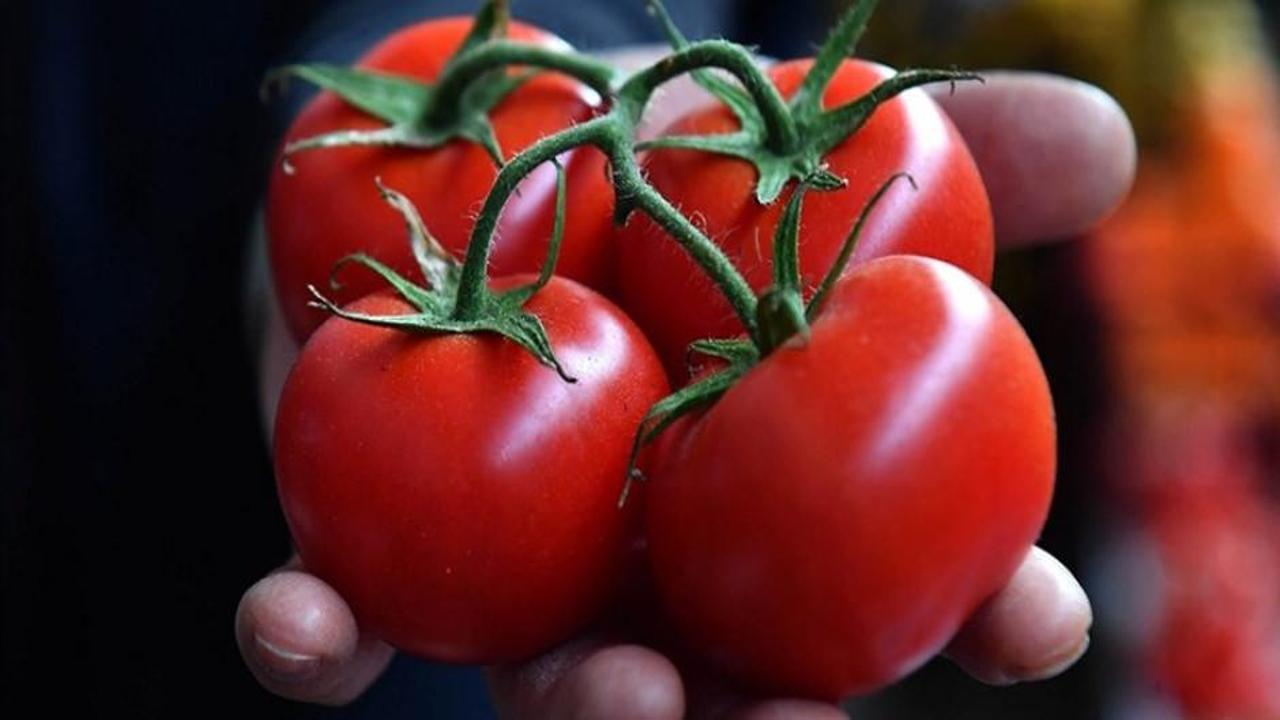 5 aylık hasat döneminde rekor: 500 ton domates üretildi!