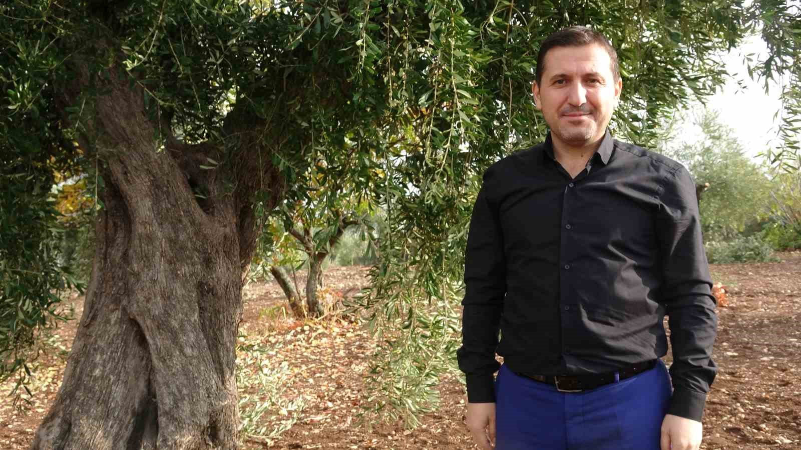 300 yıllık zeytin ağaçlarında rekolte düşük verim yüksek