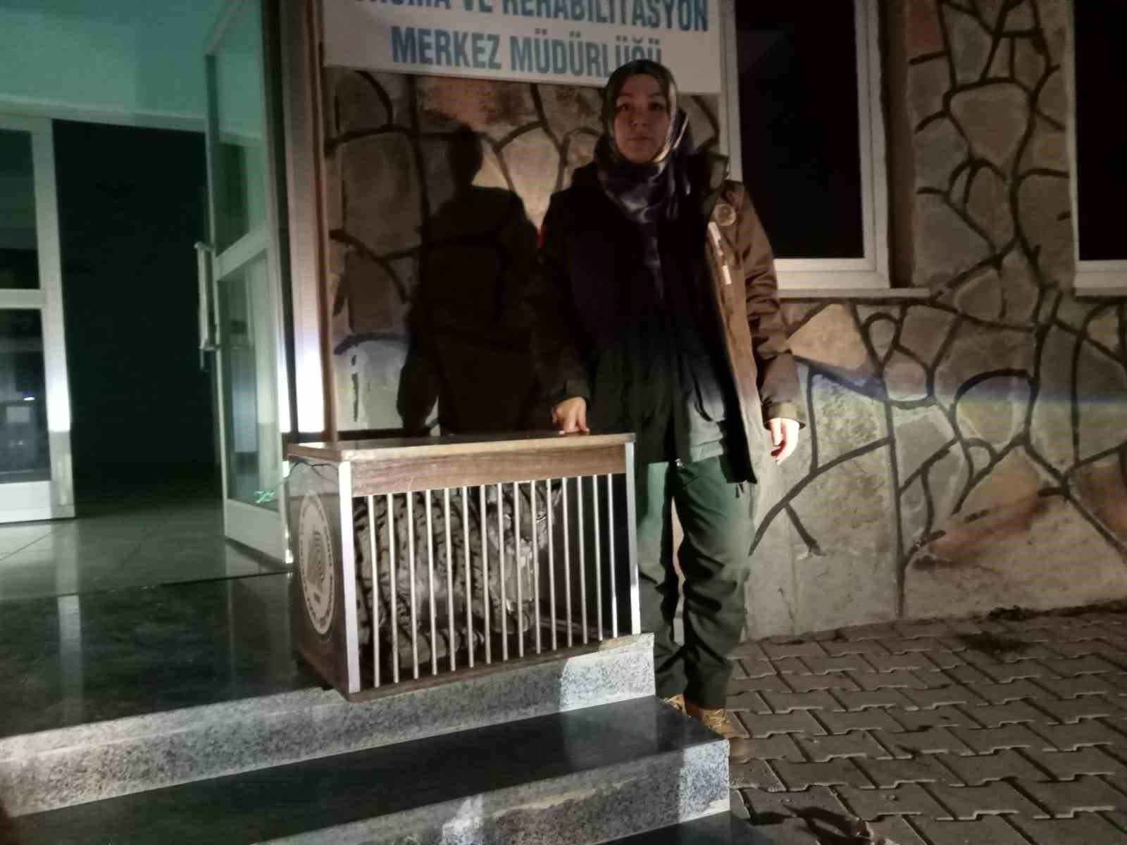 Yaralı vaşak tedavi altına alındı