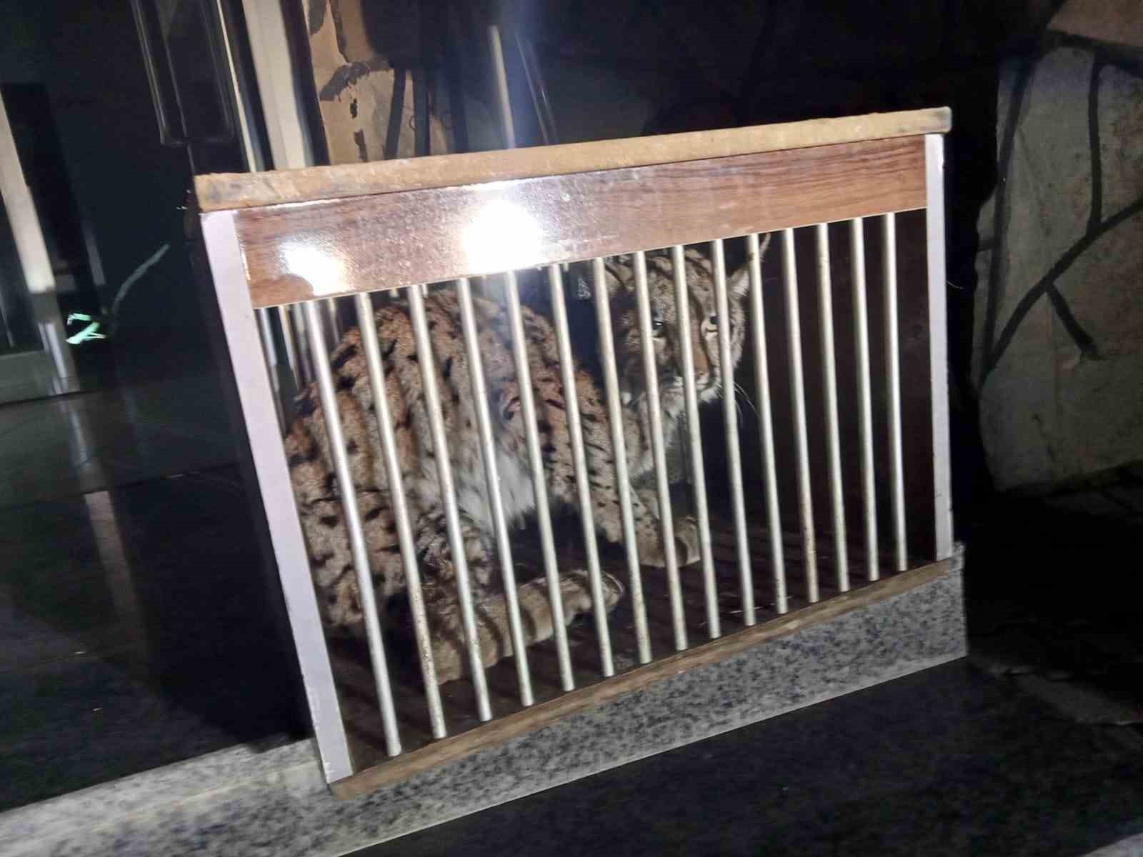 Yaralı vaşak tedavi altına alındı