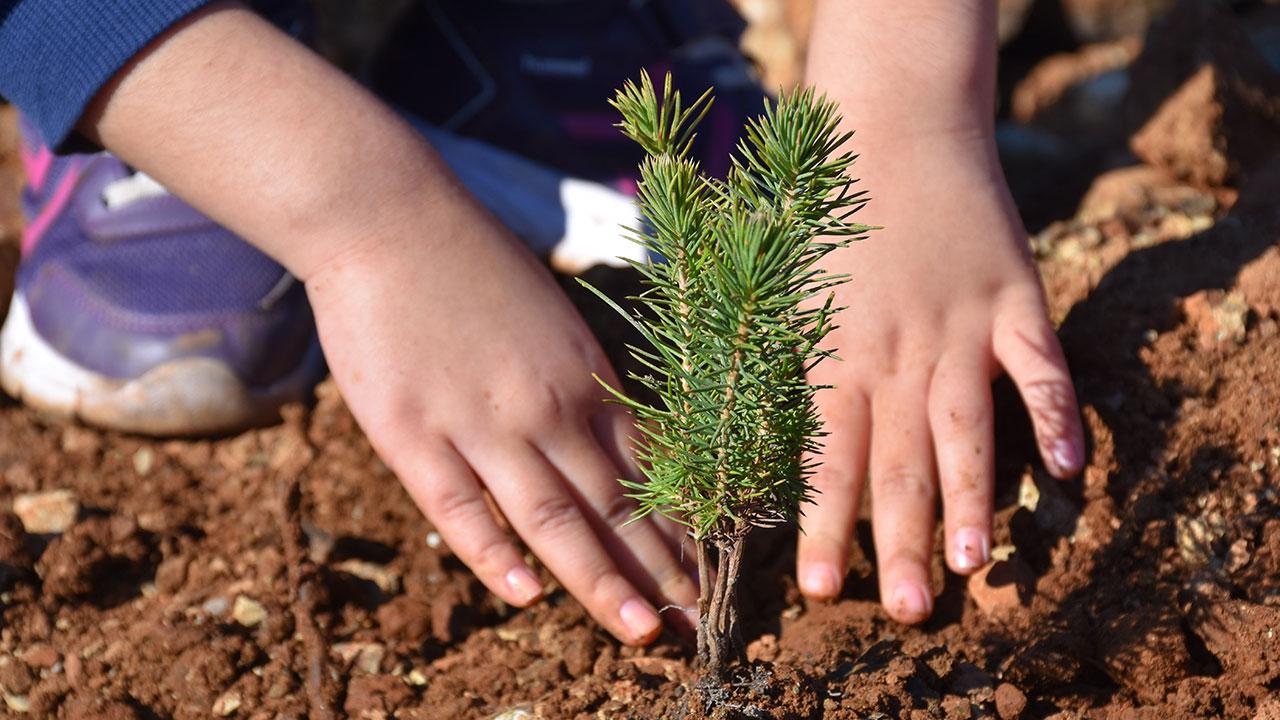 5 Milyon 2023 Fidan Toprakla Buluşturulacak