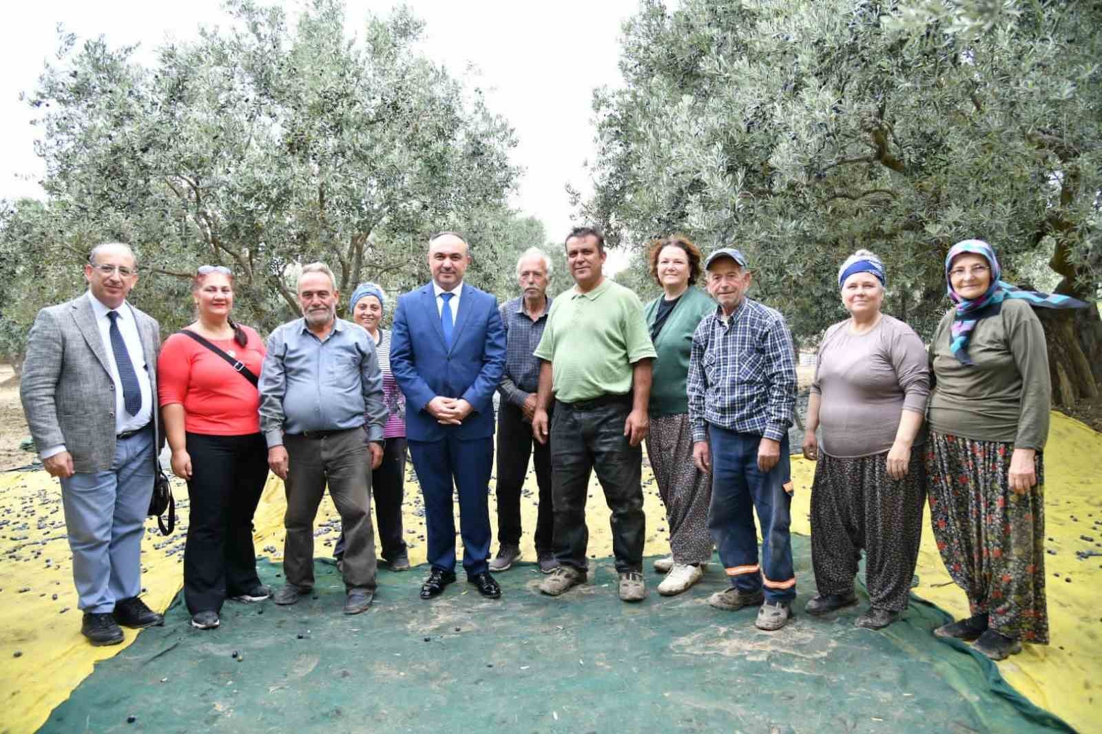Protokol zeytin hasat etti