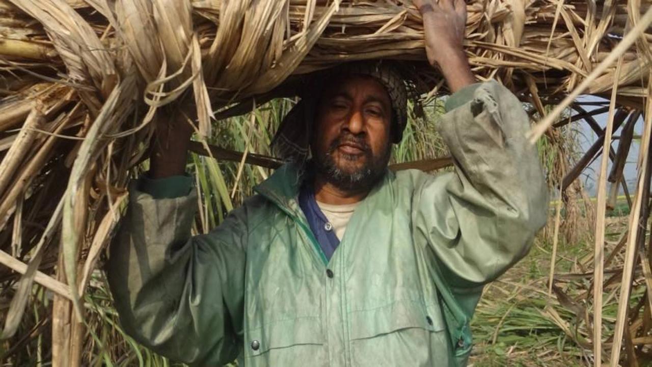 Fiyatlar bir anda fırladı! Dünya çapında şeker krizi!
