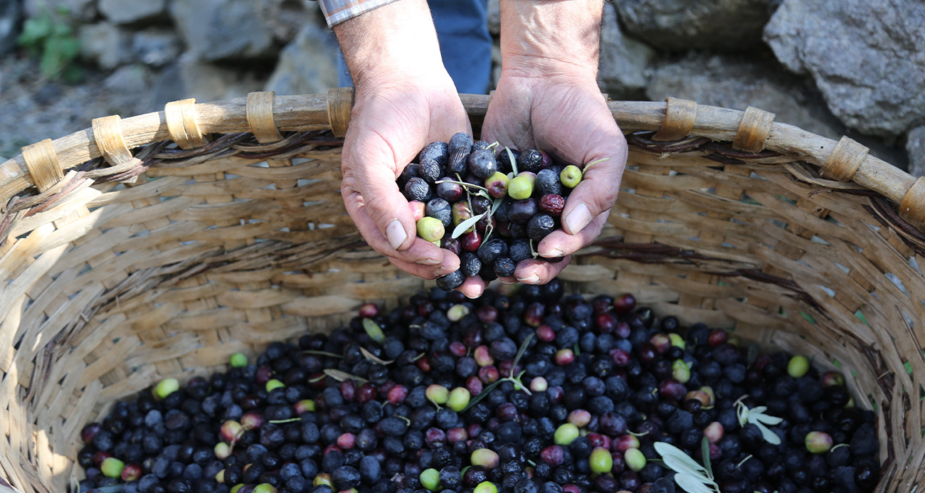 Artvin’in Yusufeli ilçesinin ödüllü Butko zeytininin hasadına başlandı