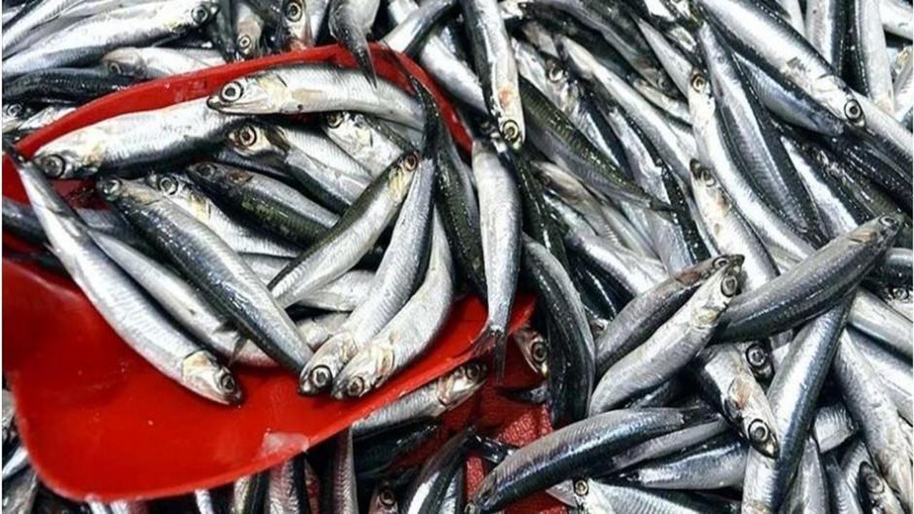 Hamsi fiyatı yarı yarıya düştü! Tezgahlar şenlendi