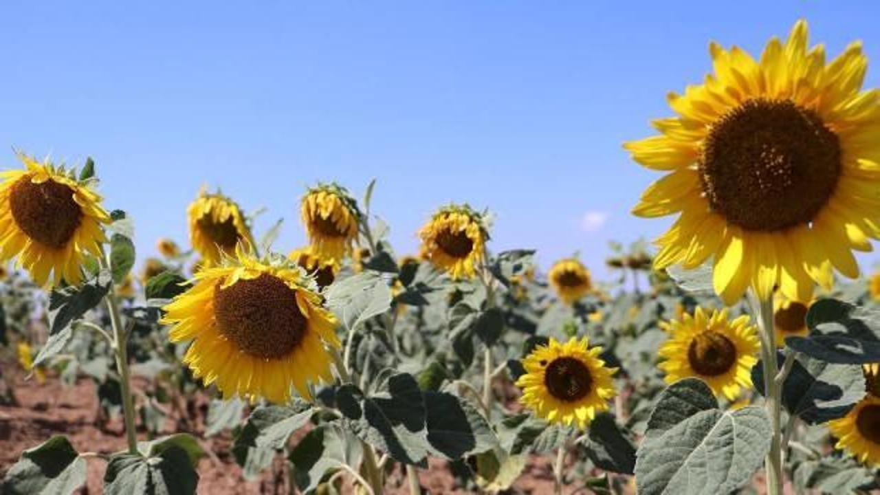 KARADENİZBİRLİK’ten üreticilere 446 milyon lira ödeme