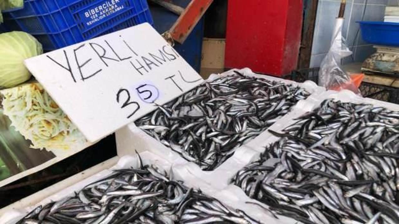 Karadeniz’de hamsi bolluğu sürüyor
