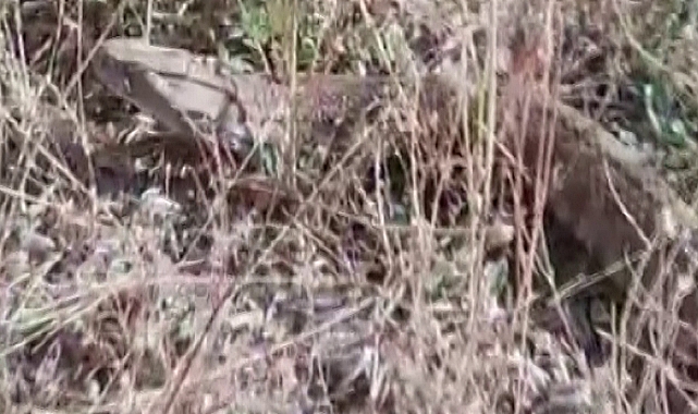 Dev yılan hayrete düşürdü