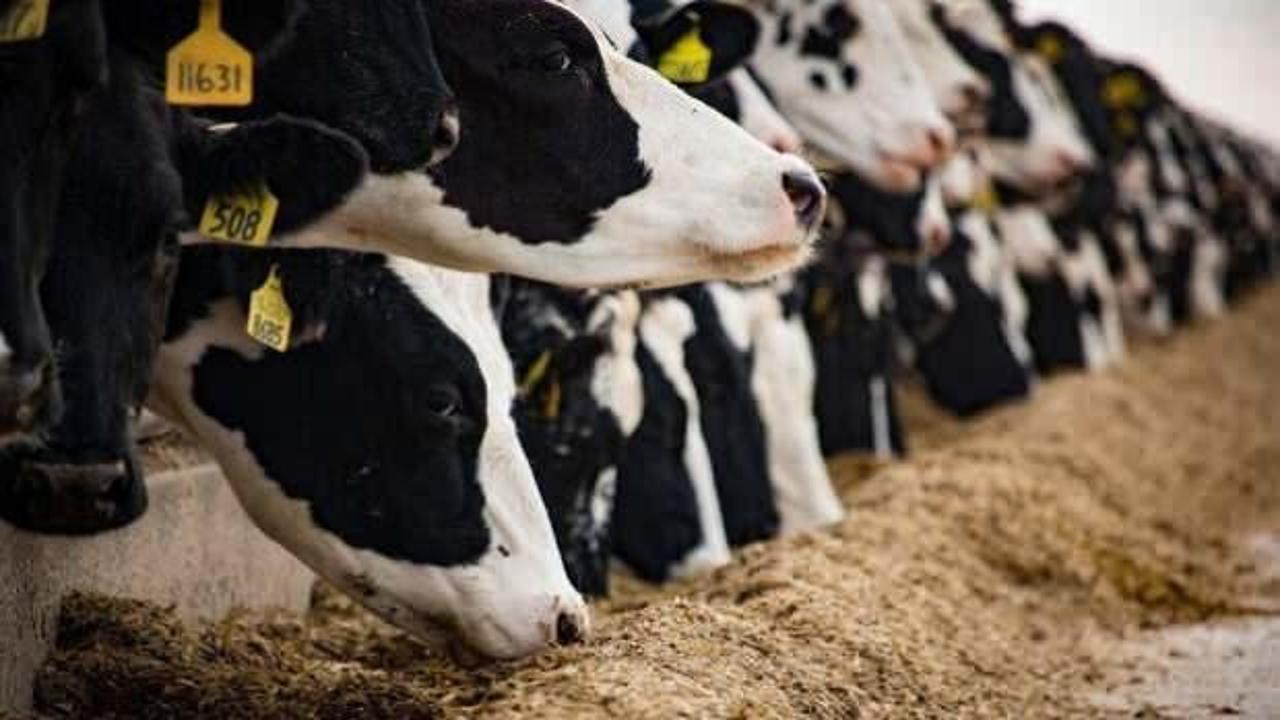 Bakanlıktan hayvancılıkla ilgili 3 yönetmelik değişikliği