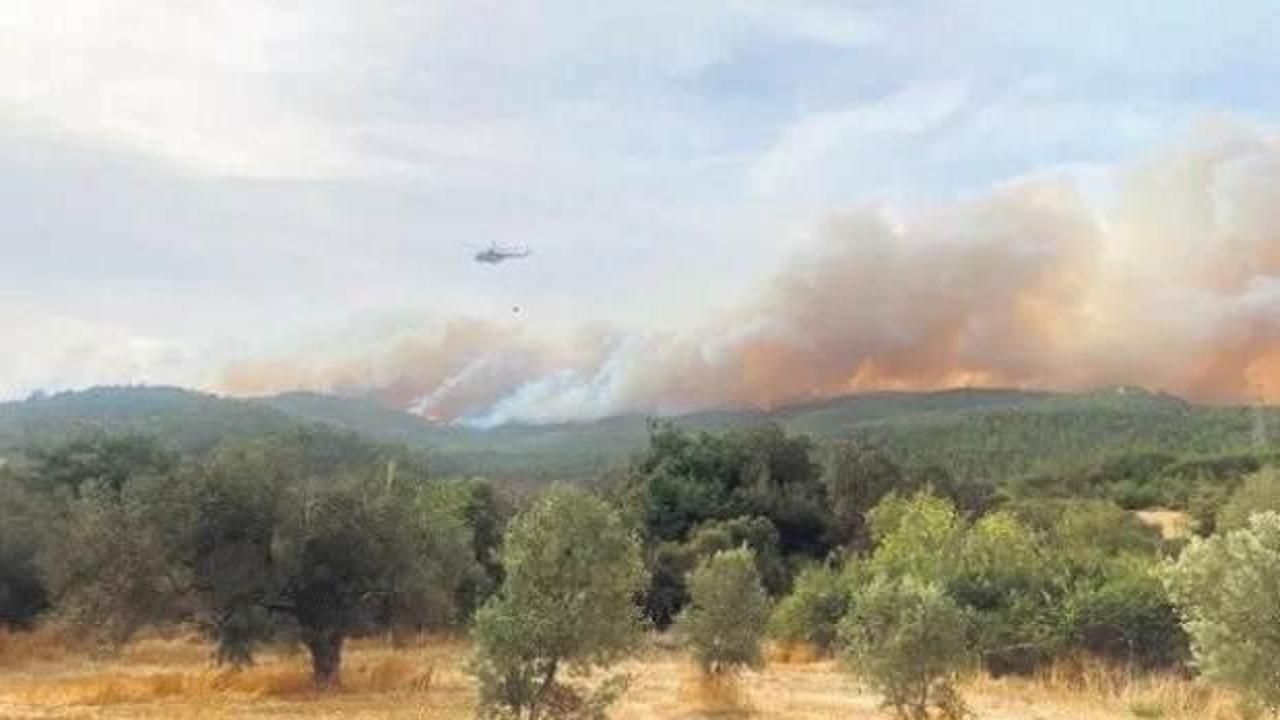 Gelibolu’da orman yangını
