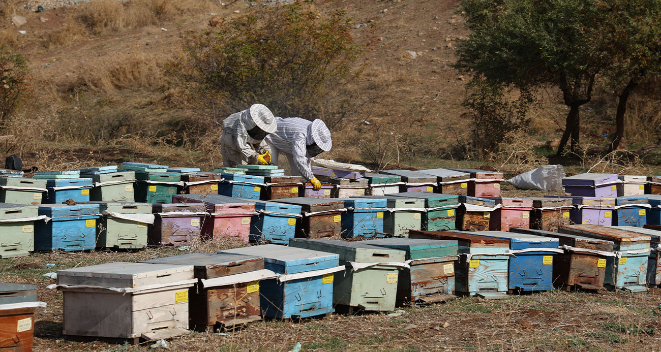 Diyarbakır’da arıların ‘tatlı uykusu’ başladı