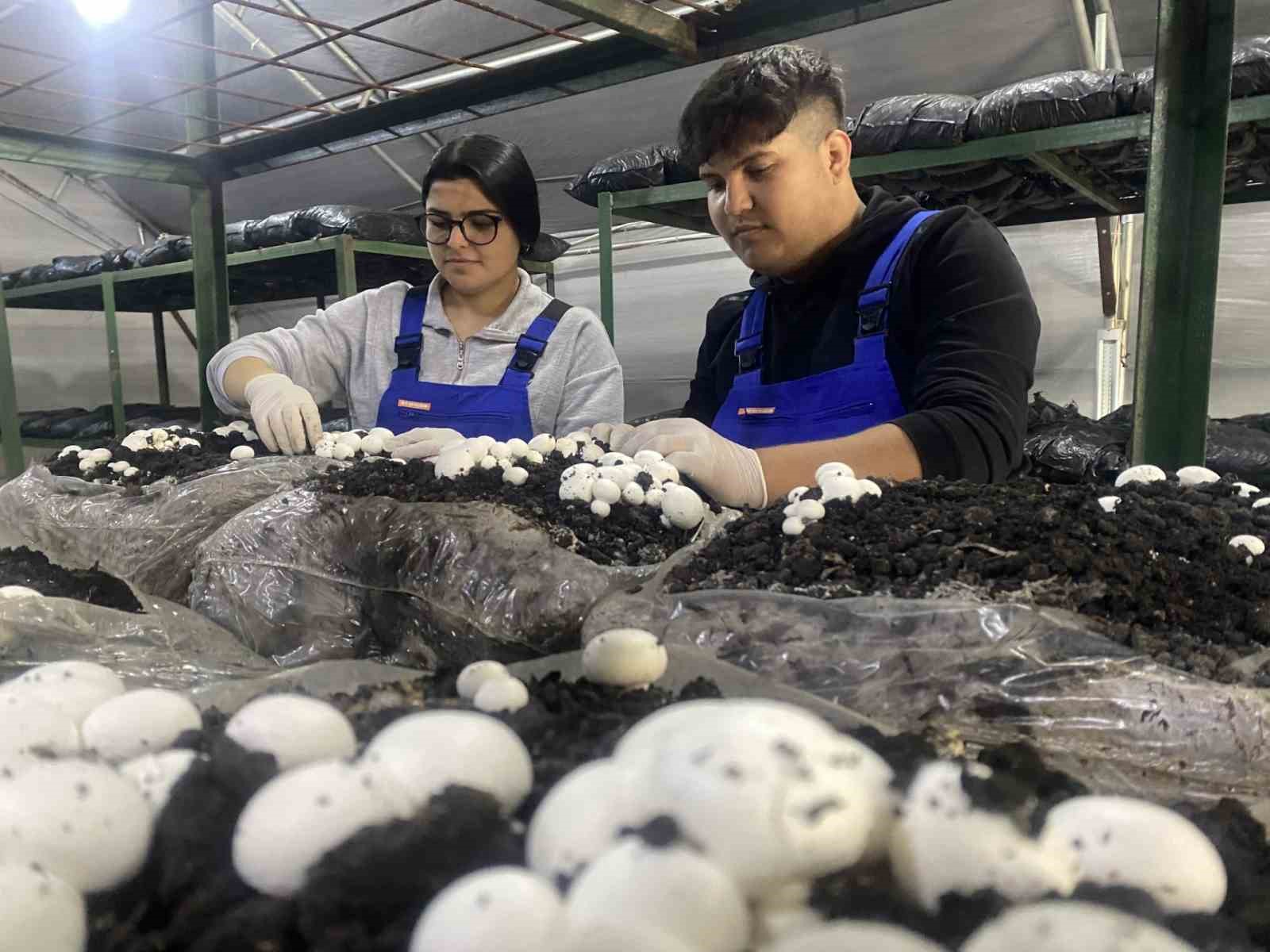 Özel öğrenciler, tarım lisesi öğrencilerinin ürettikleri mantarları ve sebzeleri birlikte topladı