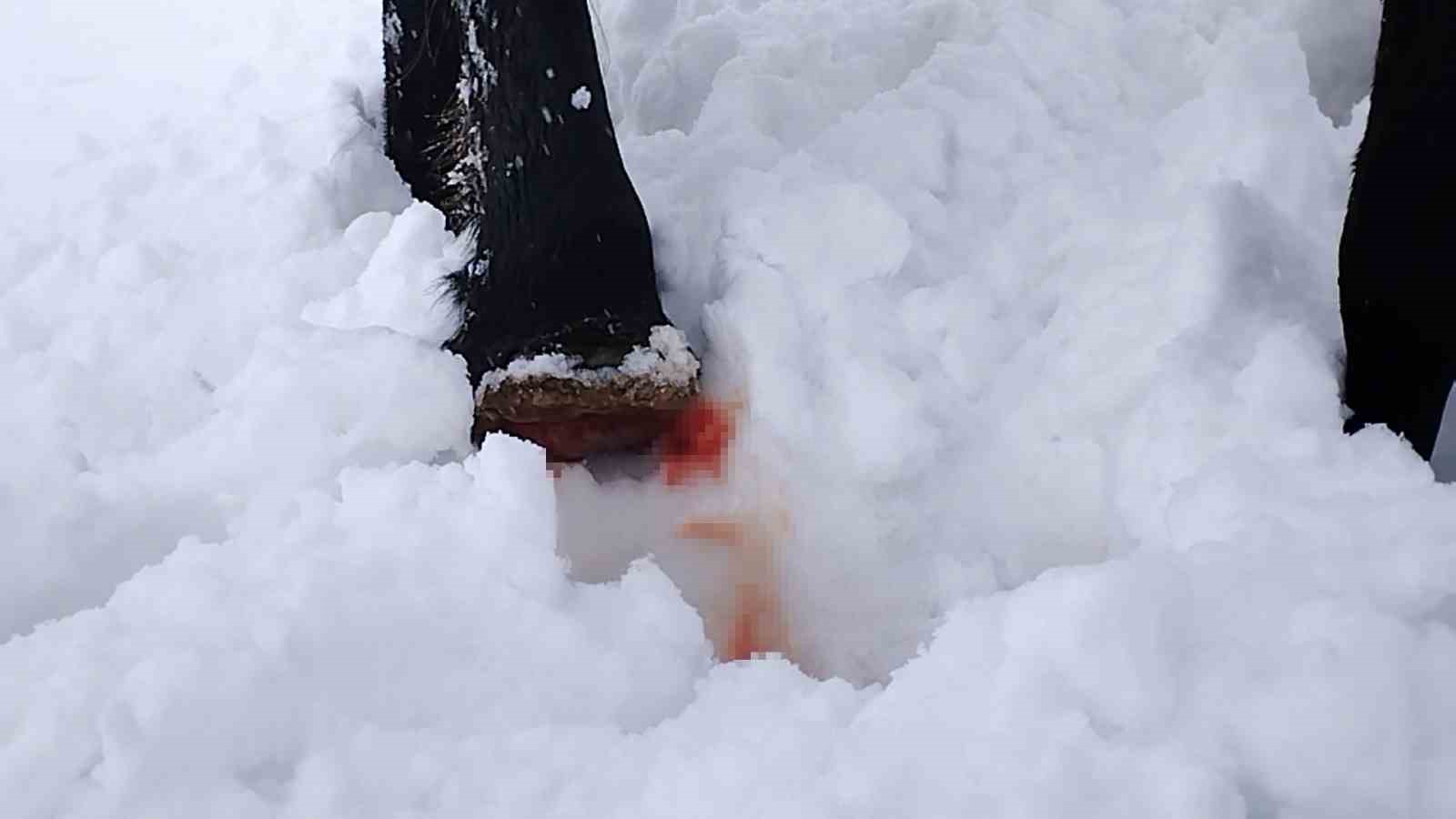 Hakkari’de toynağı kopan at kurtarıldı
