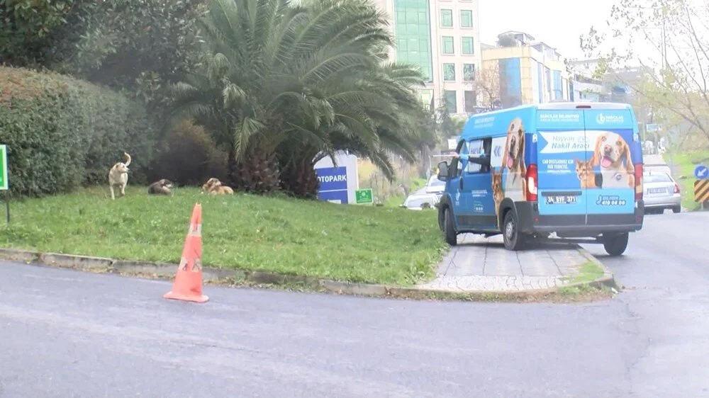 İstanbul'da başıboş köpek dehşeti! Yoldan geçenlere saldırdı