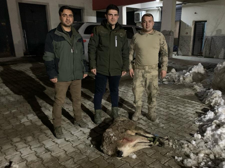 Van’da yaban keçisi avlayanlara ceza yağdı